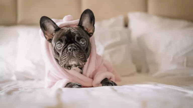 Pet Toweling Robes for grooming salons and pet owners