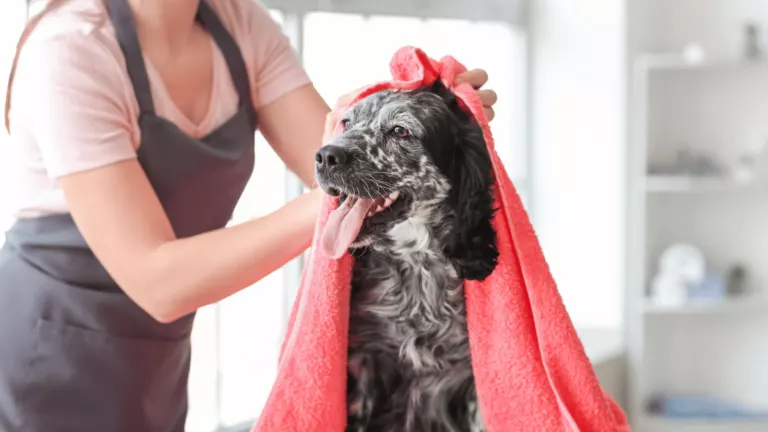 MAYAM TEXTILE - Premium dog Towels Manufacturer Turkey