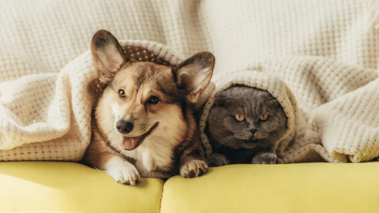 MAYAM TEXTILE - Premium dog and cat blanket Manufacturer Turkey