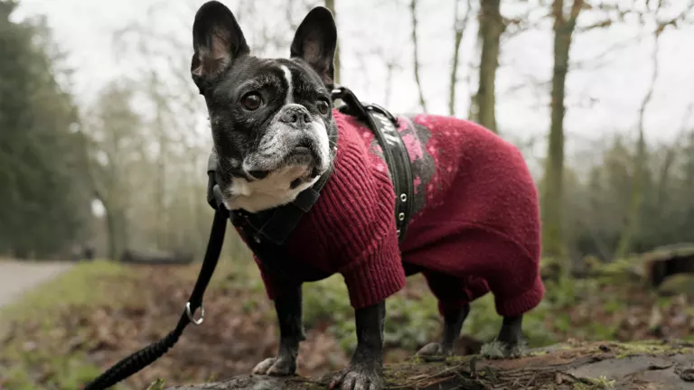MAYAM TEXTILE - Premium dog hoodies Manufacturer Turkey