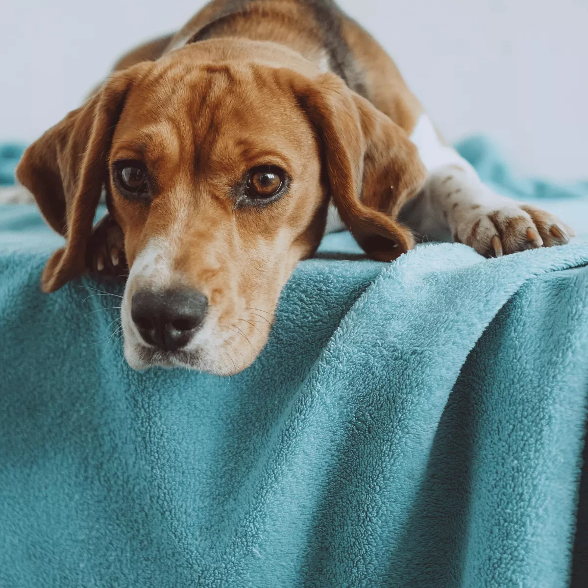 Custom Pet Towel Example