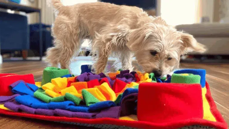 Dog Snuffle Mats manufacturer